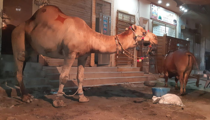 ’قربانی‘ سنتِ نبویﷺ کی روشنی میں