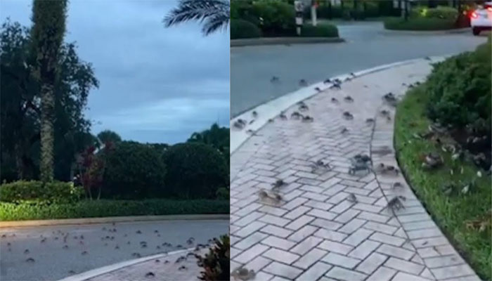 فلوریڈا کی سڑک پر کیکڑوں کا راج