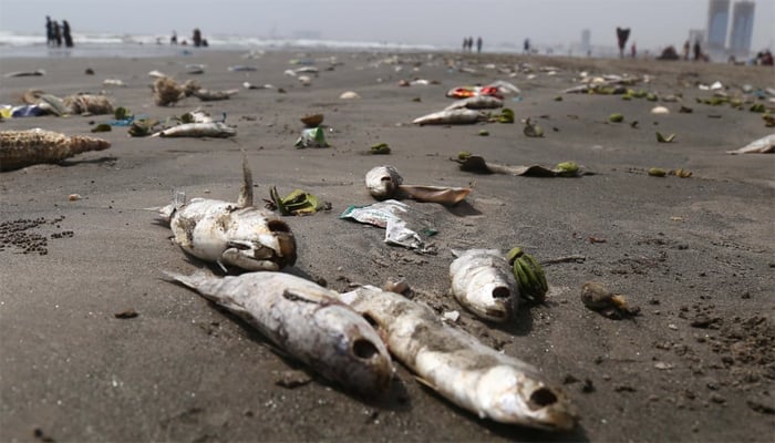 کراچی،ساحل پر بڑی تعداد میں مردہ مچھلیاں آگئیں