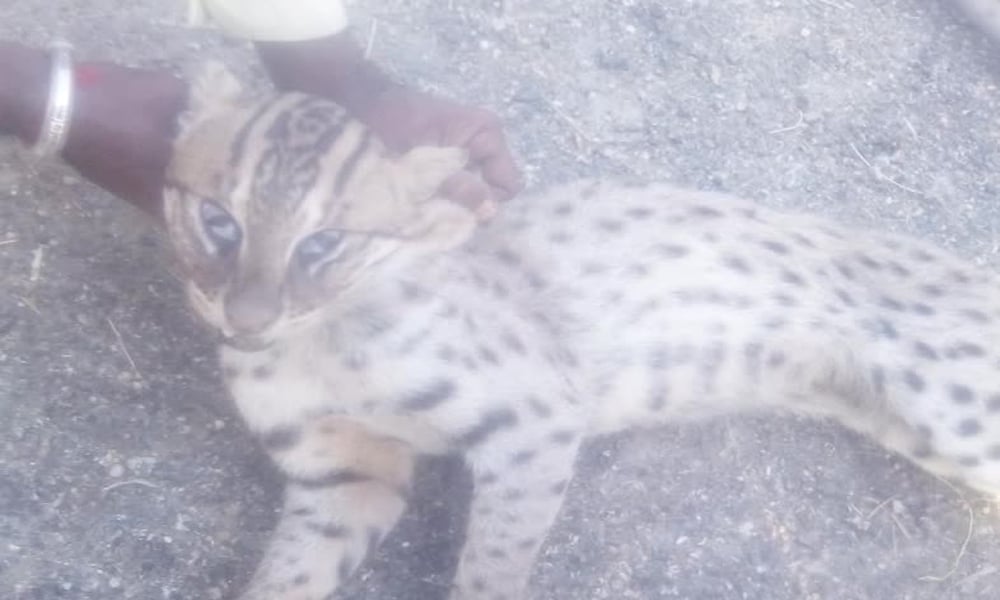 ٹنڈو محمد خان میں خطرناک جنگلی بلی پکڑی گئی