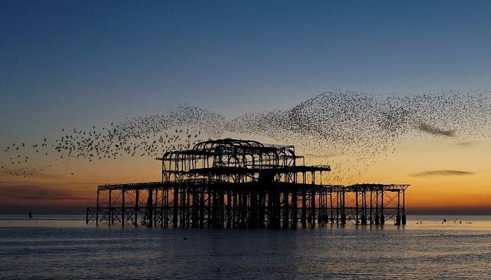 آسمان پر اُڑتے پرندوں نے بادلوں کا منظر پیش کردیا