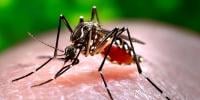 More 108 Dengue Cases Confirmed In Kpk