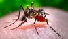 More 108 Dengue Cases Confirmed In Kpk