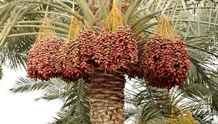 سعودی عرب میں کھجور کے درخت کتنے ہیں؟