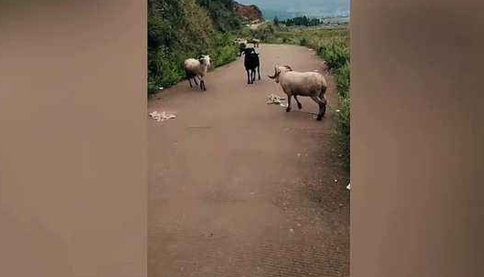 بکریوں نے سڑک کو اکھاڑے کا میدان بنا دیا