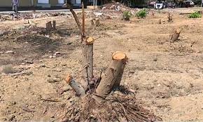 درختوں کی بڑی تعداد ترقیاتی منصوبوں کے نام پر کاٹ دی گئی