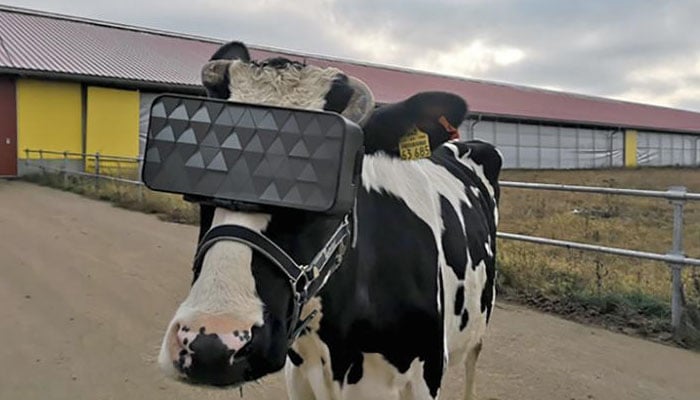 دودھ کی پیداوار بڑھانے کے لیے گائے کے ساتھ انوکھا تجربہ 