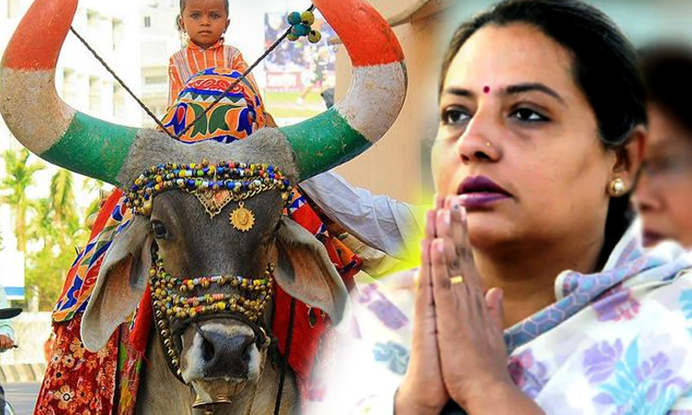 ’گائے کو چھونے سے منفی سوچ دور ہوتی ہے‘، بھارتی وزیر
