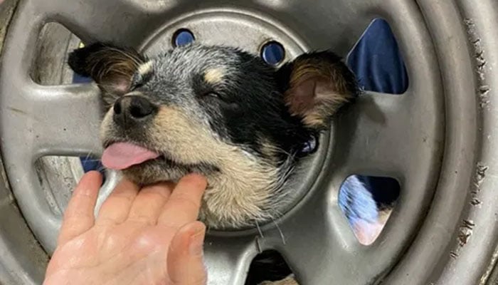 کیلیفورنیا: ٹائر میں پھنسے کتے کو ریسکیو اہلکاروں نے مرنے سے بچا لیا