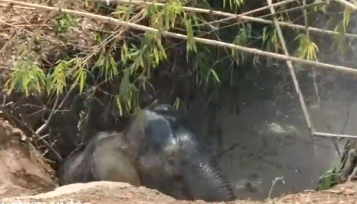 کمبوڈیا: تالاب میں پھنسے ہاتھی کو ریسکیو کرلیا گیا