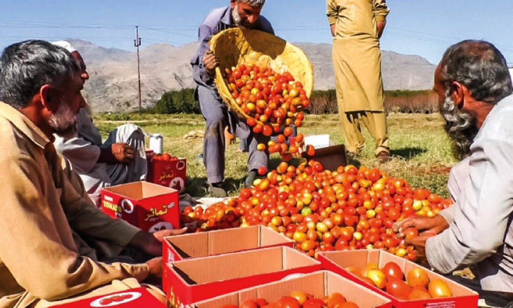 سندھ، ایک ماہ میں ٹماٹر 4سو سے 5 روپے فی کلو پر آ گیا