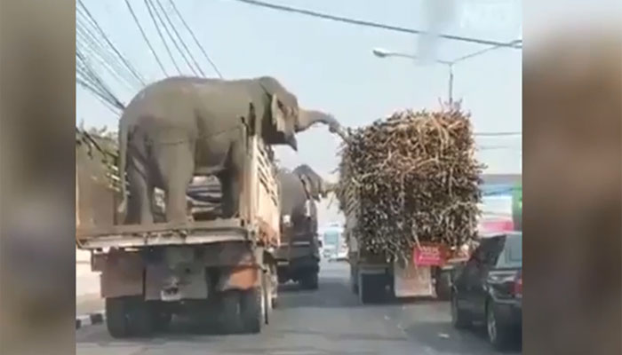 نئی دہلی: ٹرک سوار دو ہاتھیوں نے گنوں پر ہاتھ صاف کر دیے 