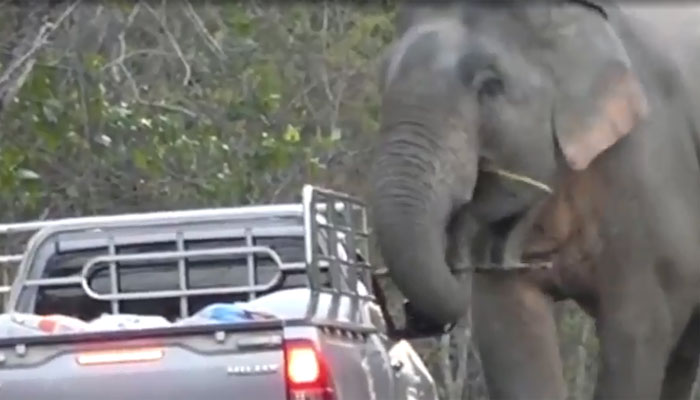 تھائی لینڈ: بھوکے ہاتھی کا سیاحوں کے منی ٹرک پر دھاوا