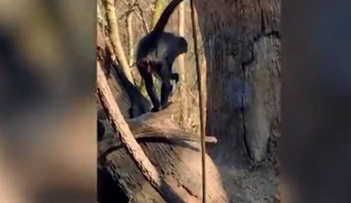 امریکا: شرارتی بندر سیاح کا موبائل چھین کر فرار