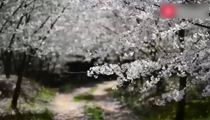 چین: ووننگ کاؤنٹی میں ہر سو پھیلے چیری پھولوں سے فضا معطر
