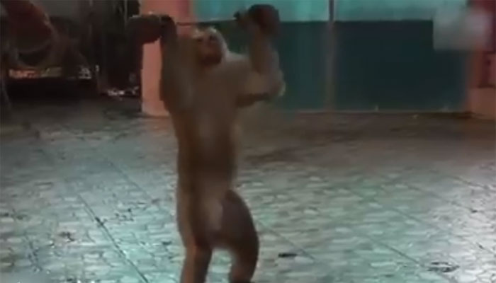 تھائی لینڈ میں ویٹ لفٹنگ کرتے بندر کی ویڈیو وائرل