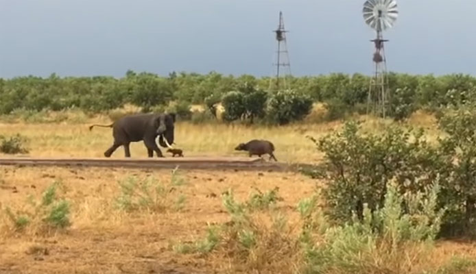 ننھے بھینسے نے ہاتھی کو بھاگنے پر مجبور کر دیا