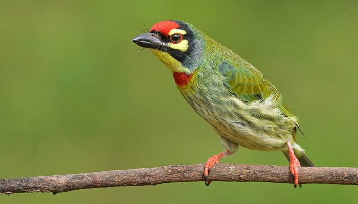 پاکستان کے چند خوبصورت پرندے