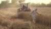  پنجاب میں آج سے گندم کٹائی مہم کا آغاز