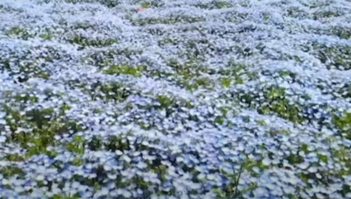 کوروناوائرس: جاپان میں شہری خوبصورت پھولوں کے نظارے سے محروم