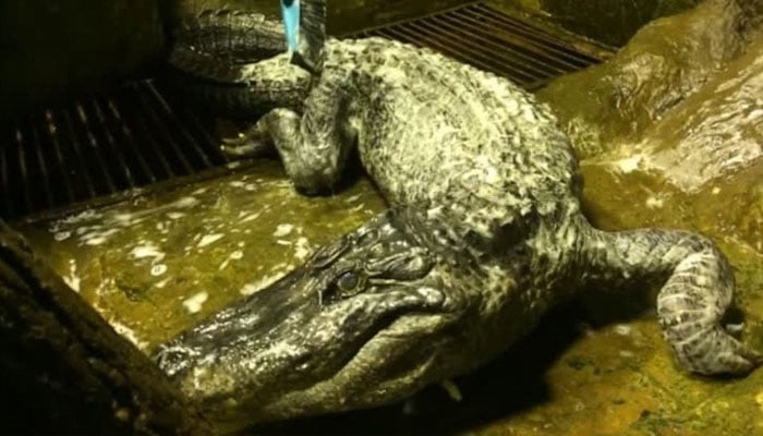 The crocodile that survived World War II died 