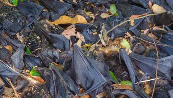 بھارت:سیکڑوں مردہ چمگادڑیں ملنے پر خوف و ہراس پھیل گیا