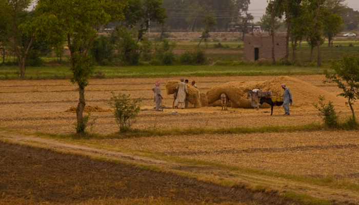 محکمہ زراعت سندھ کے بجٹ میں بھی اضافہ