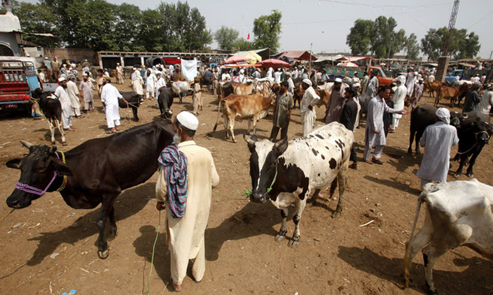 کے پی میں مویشی منڈیاں کھولنے کیلئے ایس او پیز تیار