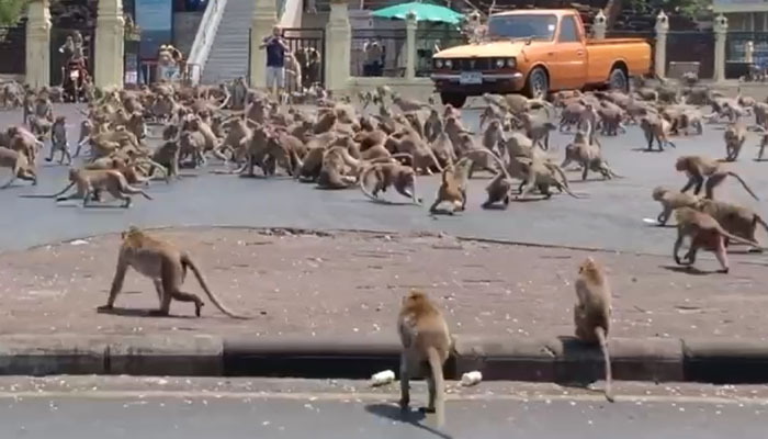 کوروناوائرس: تڑپتے بندروں نے انسانوں پر حملے شروع کردیے