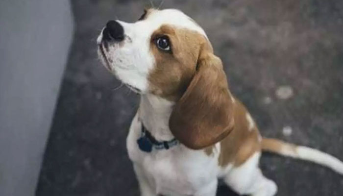 کورونا وائرس کے خدشے پر کتے کو زہر کا انجکشن دے دیا گیا