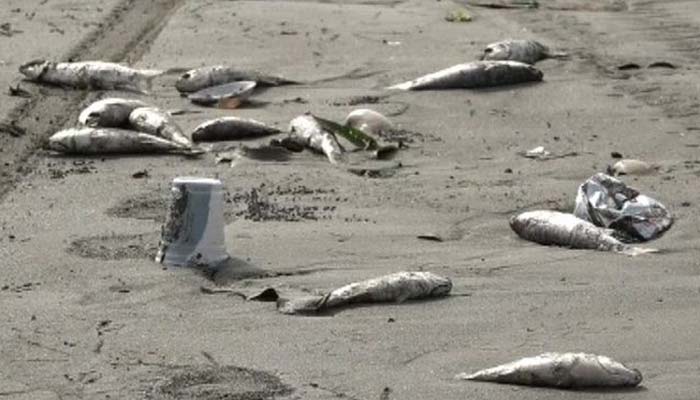 کلفٹن کے ساحل پر مردہ مچھلیاں آگئیں
