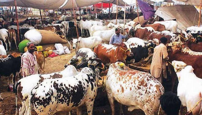 ڈی سی لاہور کا شہر میں قربانی کے جانوروں کی فروخت پرنوٹس جاری