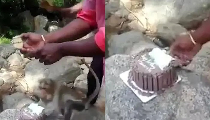 بندروں نے سالگرہ کے کیک بھی چوری کرنا شروع کردئیے