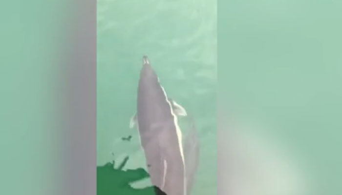 برطانیہ: سمندر پر درجنوں ڈولفن کی مستیاں، لوگ حیران