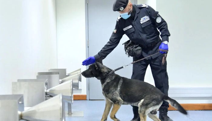 متحدہ عرب امارات: جاسوس کتے کورونا کا پتہ لگائیں گے