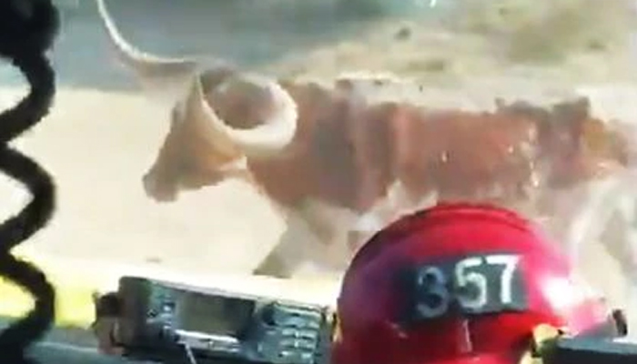 امریکا میں جنگلی بیل نے فائر فائٹرز کی دوڑیں لگوادیں