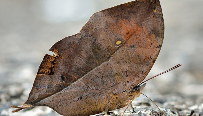 سوکھے پتے کی طرح نظر آنے والی تتلی