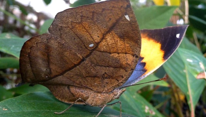 سوکھے پتے کی طرح نظر آنے والی تتلی