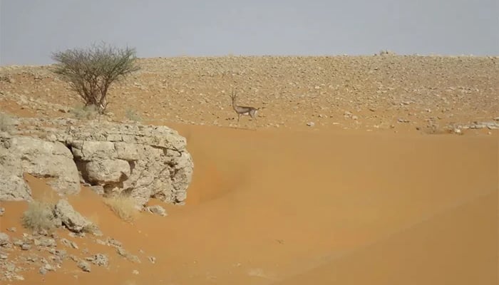 سعودی عرب، صحرا میں دنیا کا سب سے بڑا قومی جنگل