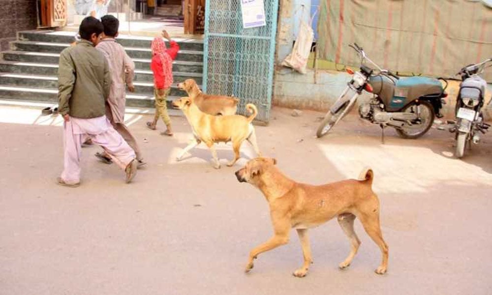 قصور: آوارہ کتوں کا حملہ، 10 سالہ لڑکا جاں بحق