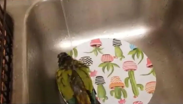 باورچی خانے کی سنک میں پرندے کے غوطے، ویڈیو وائرل