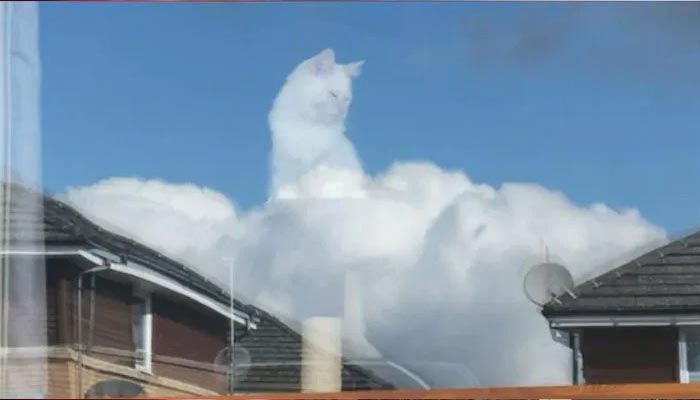 یہ حقیق ہے یا نظر کا دھوکا؟ بادل پر بلی کی شبیہ سوشل میڈیا پر وائرل