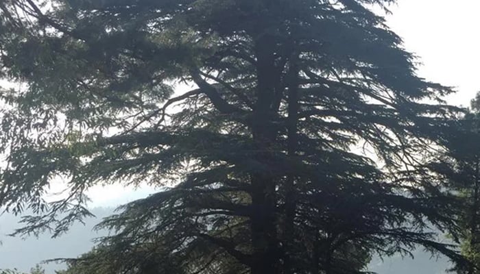 مانسہرہ: 2500 سال پرانا دیودار کا تاریخی درخت خطرات کا شکار