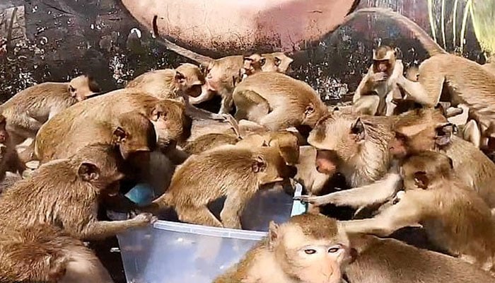  بھوک سے تڑپتے بندروں کو کئی روز بعد کھانا مل گیا 