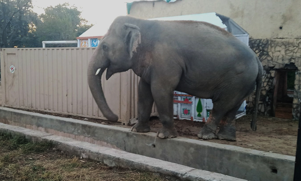 کاون ہاتھی کمبوڈیا روانہ کر دیا گیا