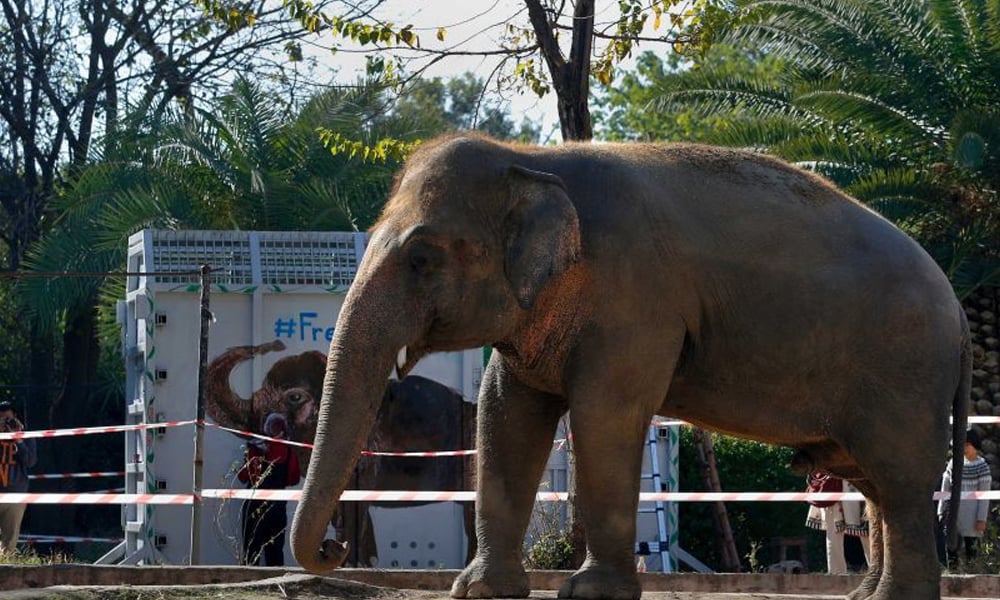  کاون ہاتھی کمبوڈیا پہنچ گیا
