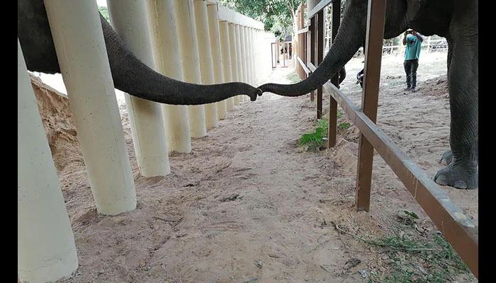 کاون ہاتھی کو نیا دوست مل گیا