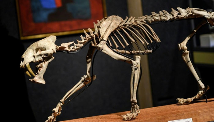 ساڑھے 3کروڑ سال قدیم چیتے کے ڈھانچے کی نیلامی کا اعلان