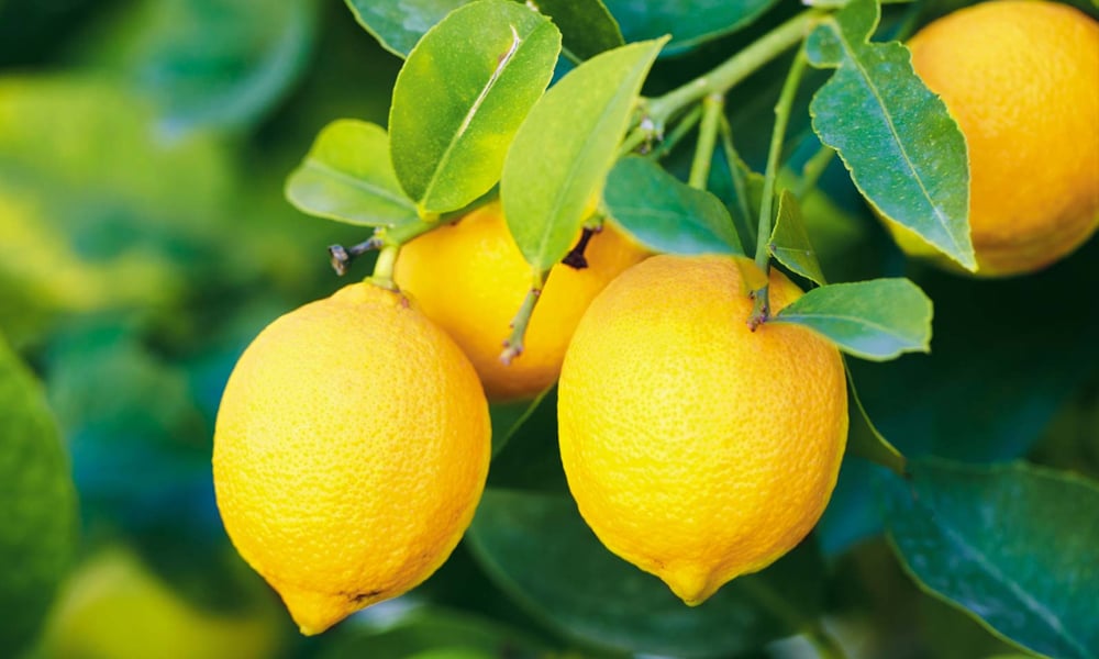 کھانسی، نزلہ، زکام میں لیموں کا استعمال مفید ہے 