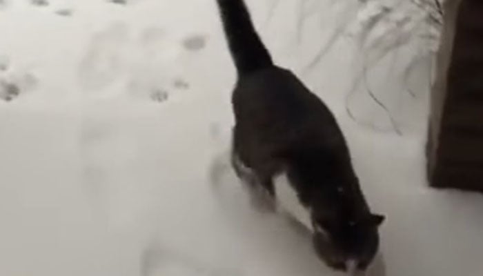  آسمان سے گرنے والی برف پہلی بار دیکھ کر بلی کا مزیدار ردِعمل 